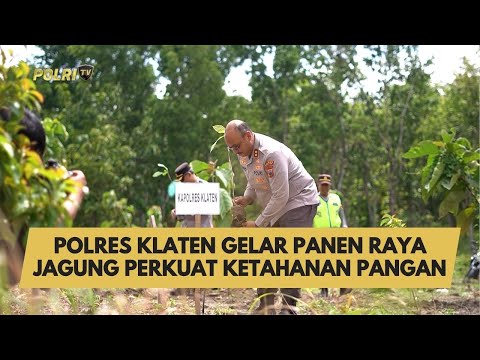 POLRES KLATEN GELAR PANEN RAYA JAGUNG PERKUAT KETAHANAN PANGAN