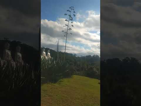 Buda gigante de Ibiraçu Espírito Santo Brasil.