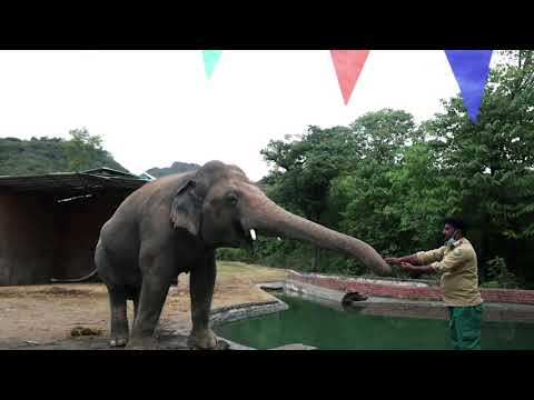 巴基斯坦孤獨的大象在高棉開始新生活 (Pakistan's lonely elephant starts new life in Cambodia)