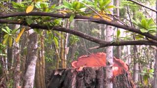 Bow Down - Xavier Rudd