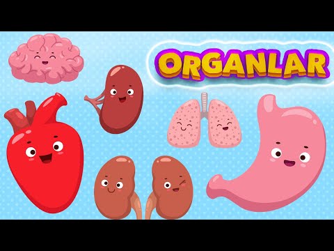 ENGLISH LEARNING VIDEOS FOR KIDS #1 ORGANS
