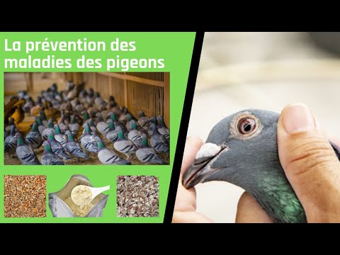 , title : 'La prévention des maladies des pigeons'