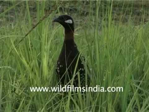Black Partridge or Kala Teetar in a grassland - lovely clicking call!