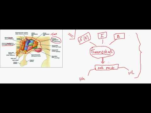 Thermoregulation .. (hypothalamic regulatory centers ) Video