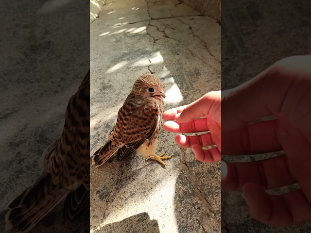 Vídeo relacionado con Falcon Falconer Bird Aver con diseño vintage del equipo universitario Sudadera