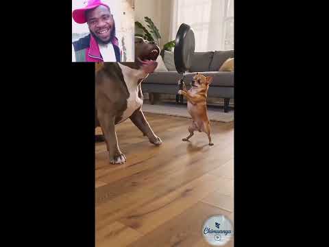 wrong target 😂🤣 #digitalcreator #duet #funny #pets #bulldog #mybathroom #cutedog #animals #aww #funn