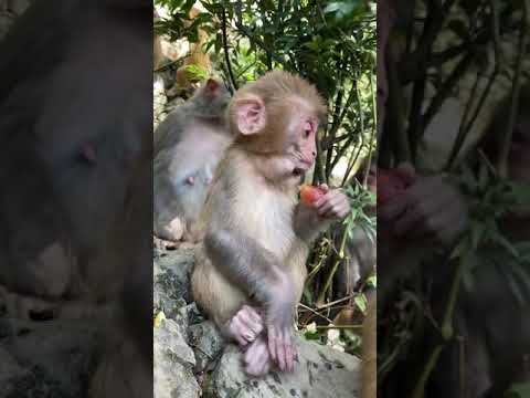 #shorts monkey oogway funny monkey gif roblox id...