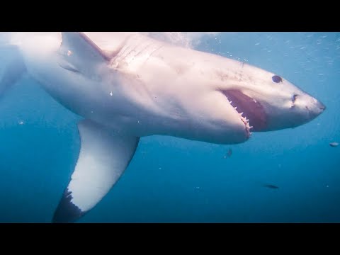 Volunteer with Great White Sharks in South Africa | The Great Projects