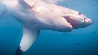 Discover The Great White Shark Project