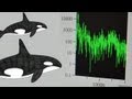 Web Extra Orca Sounds Vs Underwater Noise QUEST Northwest