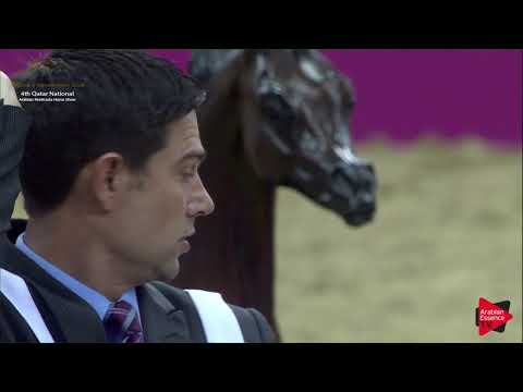 N.153 JIEWNH AL DHAKHIRA - 2019 Qatar Nat. Peninsula show - Mares 11+ Years Old (Class 9) .mp4