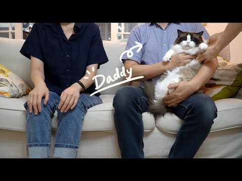 [2탄] 촉감으로만 똑같이 생긴 고양이들을 구분해낼 수 있을까요? with 아빠집사