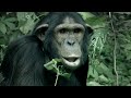 Nature Documentary A Chimpanzee S Tale