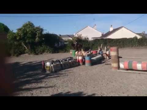 Watermill swatch Gelding 6yr old 170cm - Sold