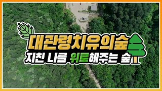 힐링이 필요하다면 바로 이 곳! #대관령치유의숲