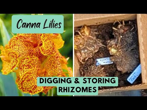 How to Overwinter Canna Lily Rhizomes