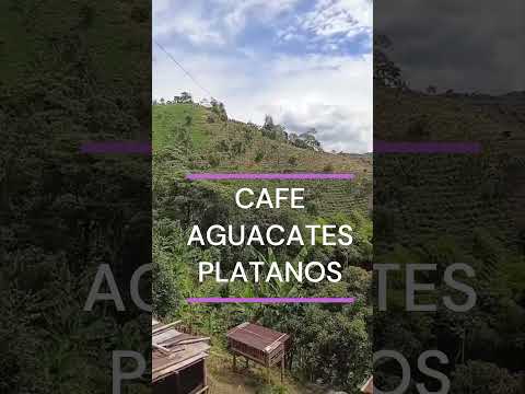 FINCA MANZANARES CALDAS disponible 15 hectareas  #inversiones #cafe   #fincasdisponibles