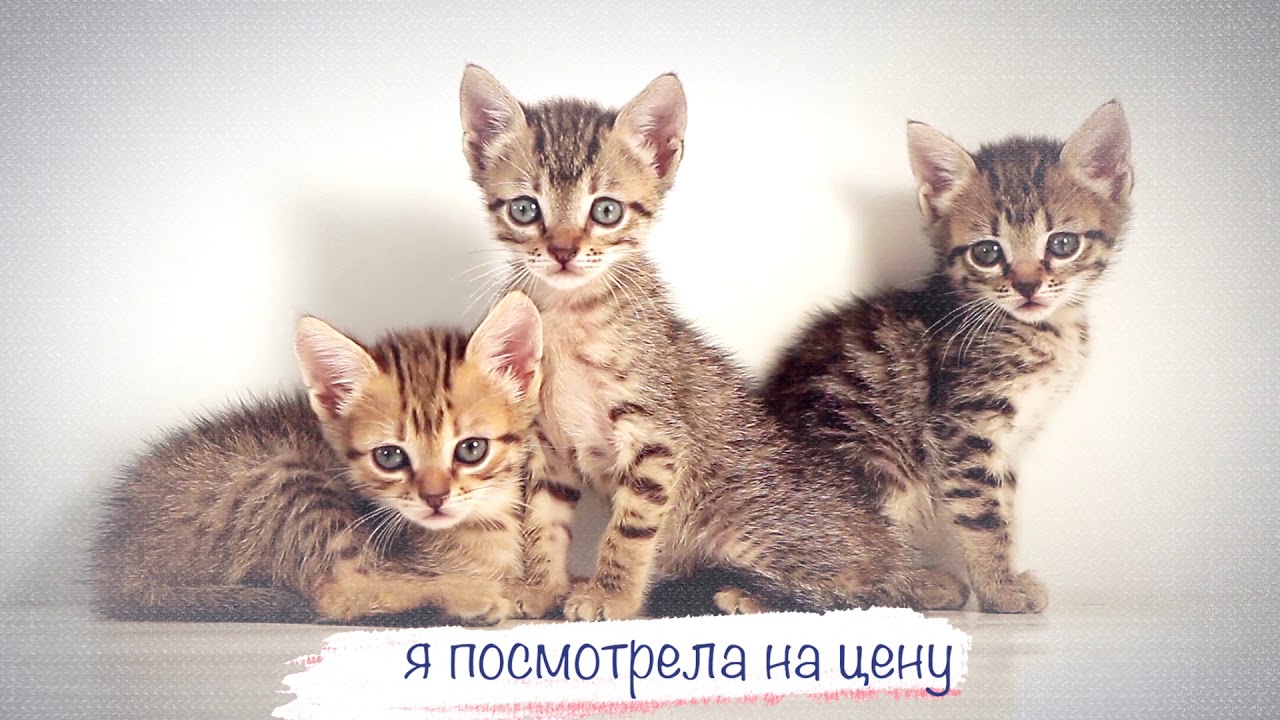 Юта — Муж и ребенок (Lyric video)