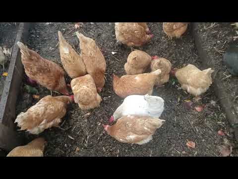 DIY High Tunnel Heat: Free Passive Solutions!