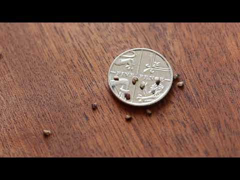 Japanese Wineberry Seeds - Rubus Phoenicolasius