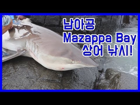 [해외 낚시 영상] 남아공 Mazappa Bay 상어 낚시!
