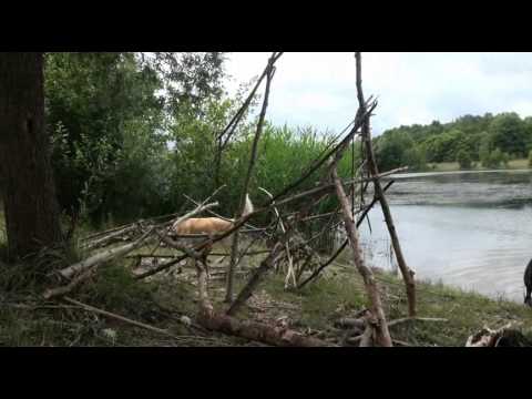 Maja Nowak & Dogs on a Journey - Part 1. Lake Cospuden (commentary)