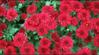 Jon Gibson - Melody III