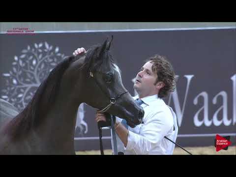 N.63 SIWAR AL SHAQAB - 21st Qatar National 2018 - Yearling Fillies (Class 3A)