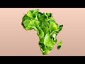 Number 15 Burger King Foot Lettuce