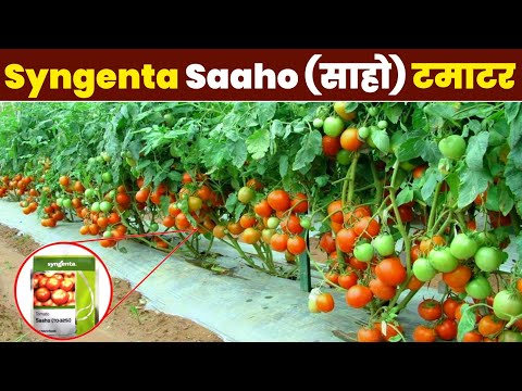 Natural white syngenta saaho (to-3251) 3500 seeds/pack, pack...