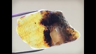 Okno do baltského jantaru PO-28