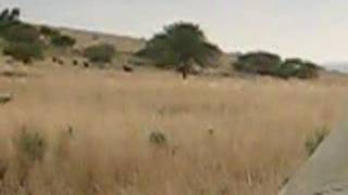 preview picture of video 'Black Wildebeest Hunt'
