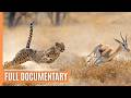 Cheetahs: Masters of Speed and Stealth | Full Documentary
