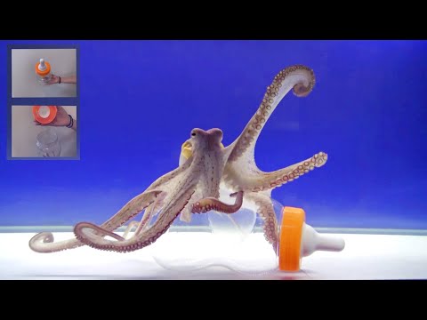 , title : 'Octopus Intelligence Experiment Takes an Unexpected Turn'