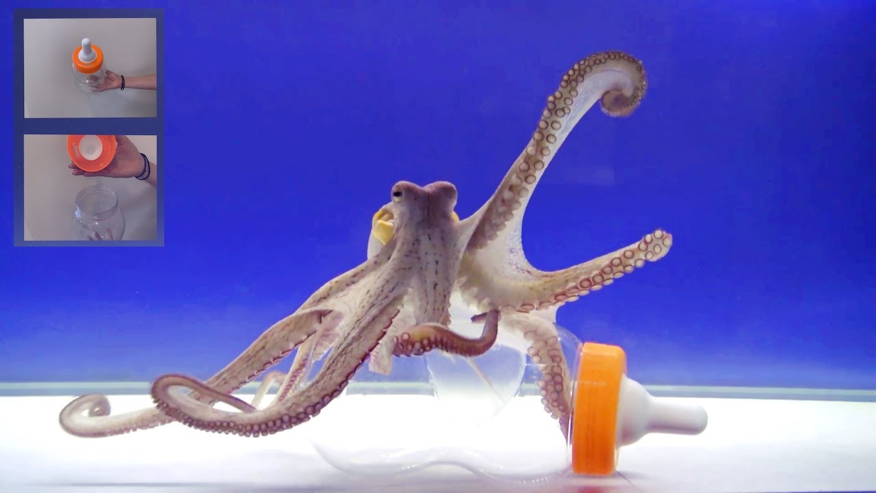 Octopus Intelligence Experiment Takes an Unexpected Turn Octopus Intelligence Experiment Takes an Unexpected Turn