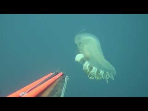 Tethys Fimbria?  a Piombino 👾 #Thorpedo #Leroi Design 2022  02  18