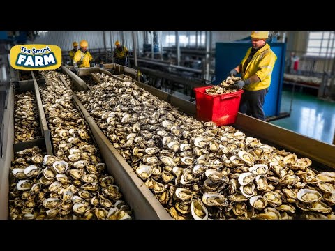 Oysters MEGA FACTORY! How Automation Can Streamline The Production of Oysters