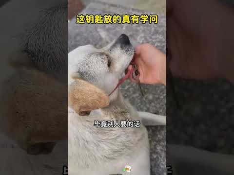 这钥匙放的真有学问，竟然在狗脖子里。 #搞笑 #大熱門#万万没想到
