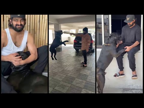Hero Naga Shaurya Playing with his Dog | Greatandhra