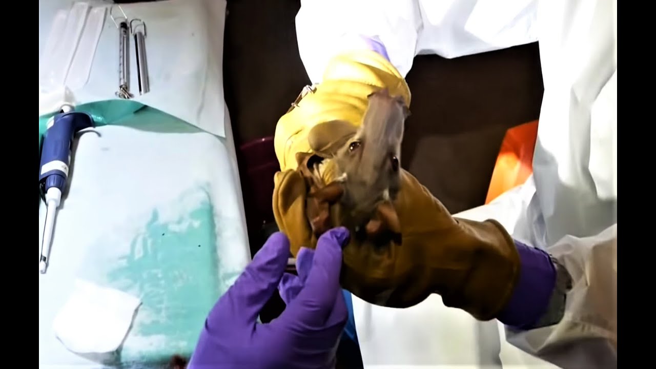 Reverend And The Makers - Professor Pickles, fan made video