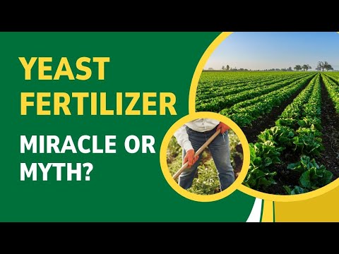 Yeast Fertilizer:  Miracle or Myth