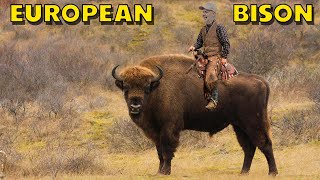 ''Wisents'' European bison | The Netherlands