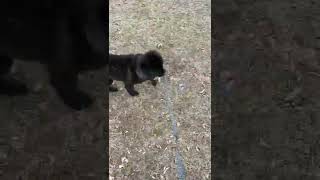 Newfoundland Dog Puppies Videos