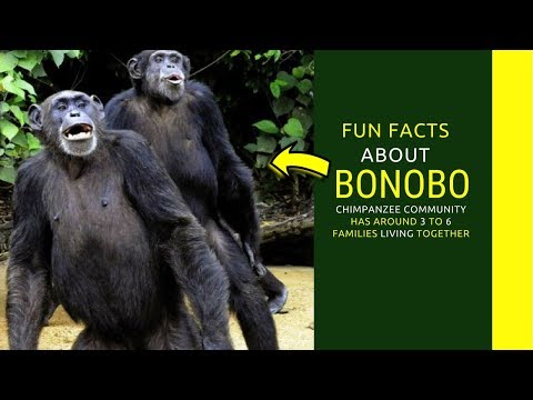 Bonobo facts Amazing facts you need to know bonobo monkey