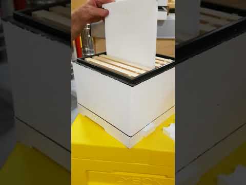 LYSON Queen Rearing Nuc