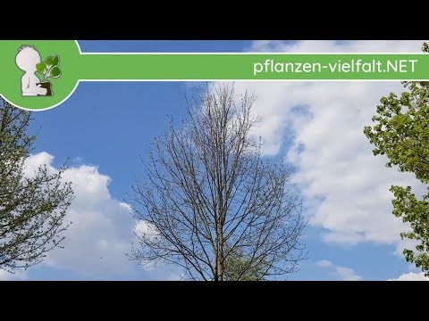 Spitzahorn, Bergahorn & Feldahorn - Verschiedene Austriebsstadien - 17.04.18