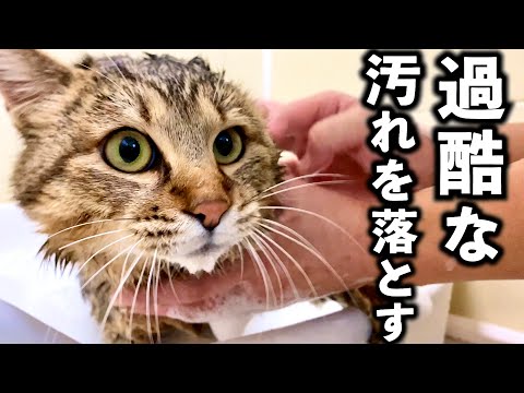 成猫を初めてお風呂に入れる