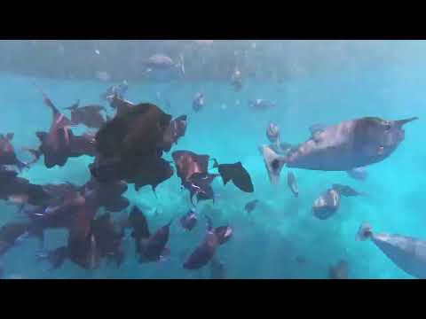 mala sea beach, Maldives date:21-04-24