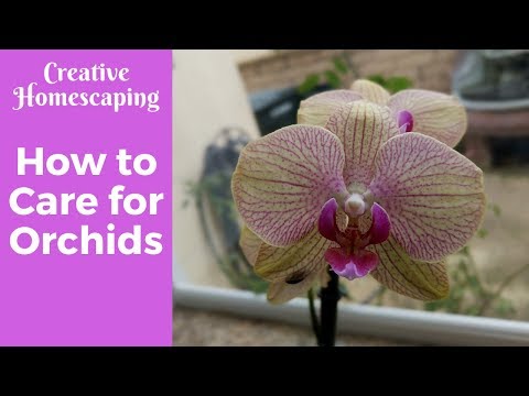 , title : 'How to Care for Orchids || Basic Orchid Care'