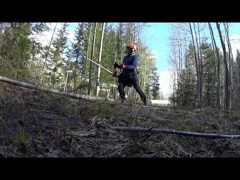 Metsolan Metsäkoulu 212 - Kallellaan olevan puun kaato raivurilla